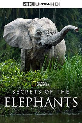 大象的秘密第一季